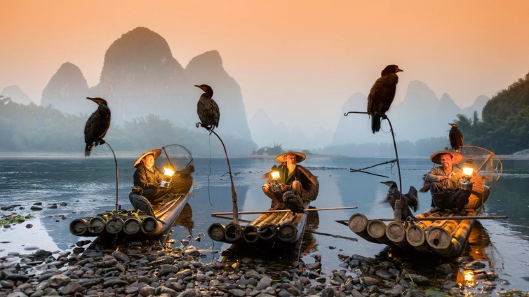Comorant Fishing in China's Yongjia County, Zhejiang Province.