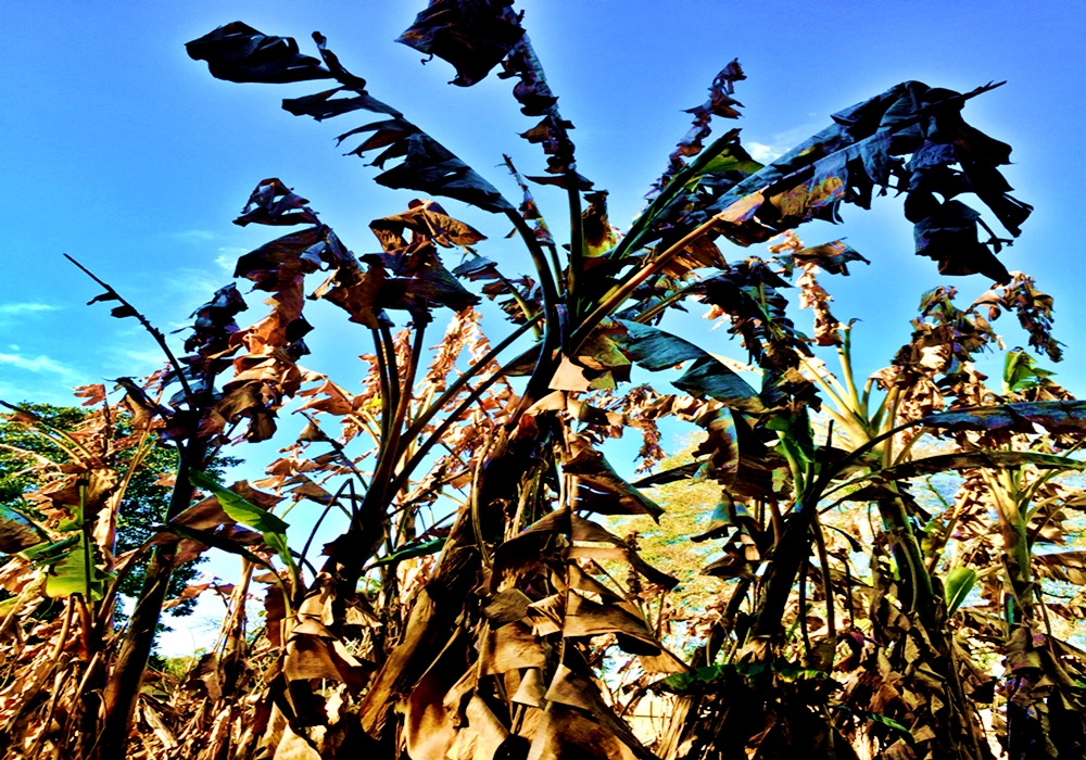 MASSIVE DIE-OFF & The Quest to Grow History’s Lost&nbsp;Banana